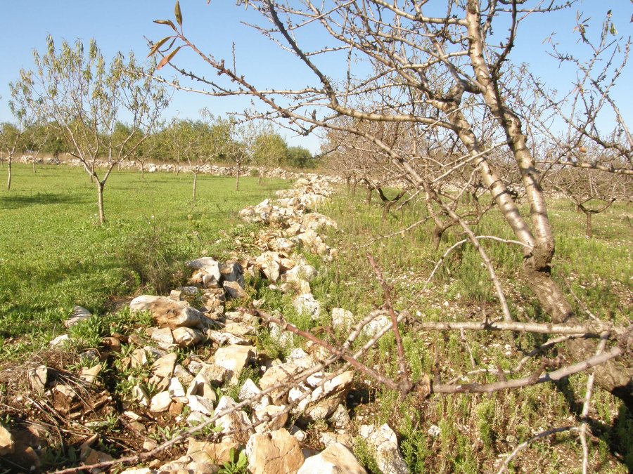 Povera Murgia, maledetti cinghiali alloctoni, che si cibano (anche) di rettili!